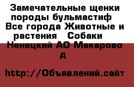 Замечательные щенки породы бульмастиф - Все города Животные и растения » Собаки   . Ненецкий АО,Макарово д.